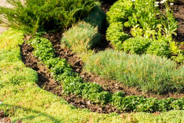 Çiçekler çiçek tarlalarında peyzaj tasarımında, bitkilerle süslenmiş parklarda kare şeklinde.