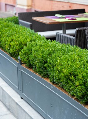 Küvetlerdeki çiçekler, parklardaki bitkiler, tasarım ve dekorasyondaki kareler.