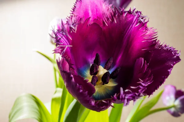 Pączek Tulipanowy Rozdartymi Brzegami Płatków Kwitnący Fioletowy Kwiat Tłokami Żółtym — Zdjęcie stockowe