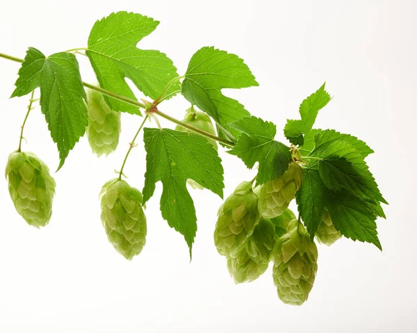 Fresh Harvest Green Hop Cones Branch Leaves Production Bread Beer — Stock Photo, Image