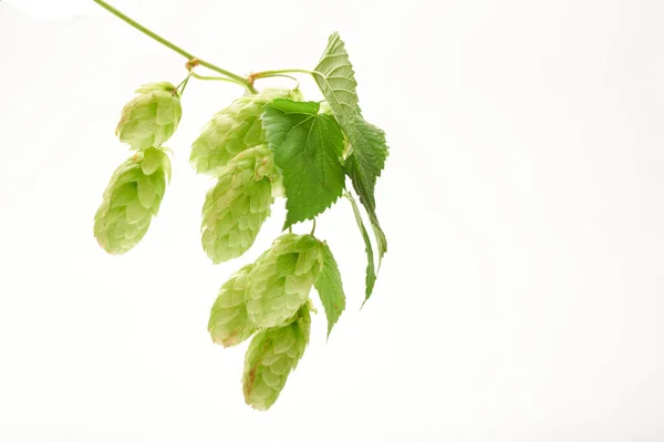 パンとビールの生産に葉を持つ枝に緑のホップコーンの新鮮な収穫は スタジオで白い背景に隔離されたクローズアップ — ストック写真