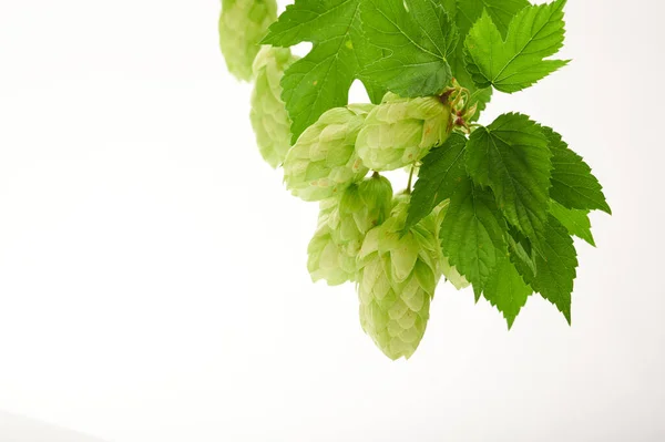 在生产面包和啤酒的枝叶上 新鲜收获的绿色跳跃球果 在工作室的白色背景下被单独拍摄 图库图片