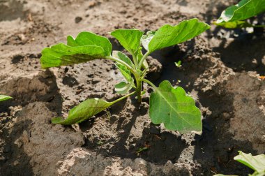 Genç tarım bitkilerinin filizleri bahçeye ekildi.