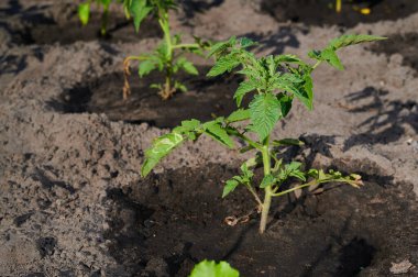 Genç domates tohumu toprağa ekildi.