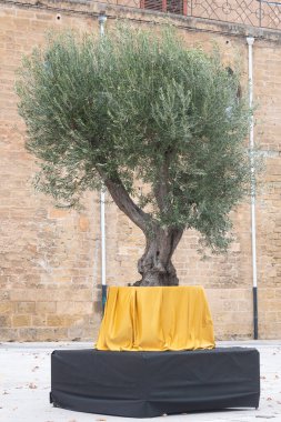 Secular olive tree in pot