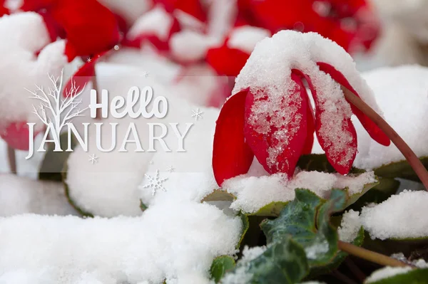 Γεια Σου Κάρτα Του Ιανουαρίου Κόκκινο Λουλούδι Καλυμμένο Χιόνι — Φωτογραφία Αρχείου