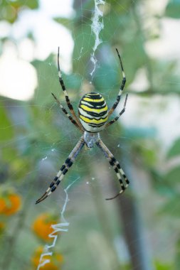 Eşek arısı örümceği (argiope bruennichi) örümcek ağında avını bekliyor