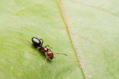 Camponotus lateralis türünün karıncalarına yakın çekim