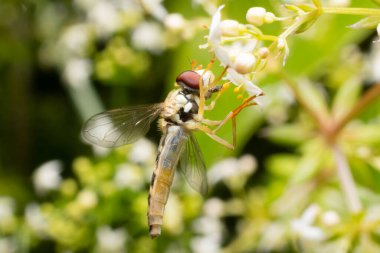 Diamond spottail (Fazia micrura) sucks nectar from a flower clipart