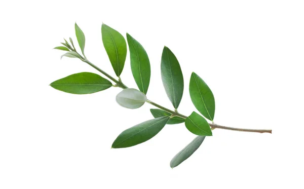 stock image Natural olive branch with green leaves isolated on white background closeup