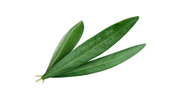 Schöne Frische Olivenblätter Isoliert Auf Weißem Hintergrund Nahaufnahme — Stockfoto