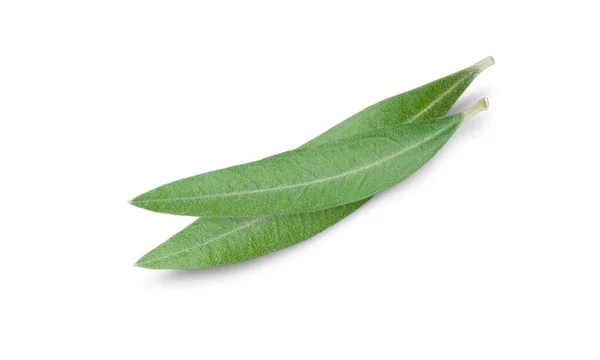 Čerstvé Olivové Listy Izolované Bílém Pozadí Detailní — Stock fotografie