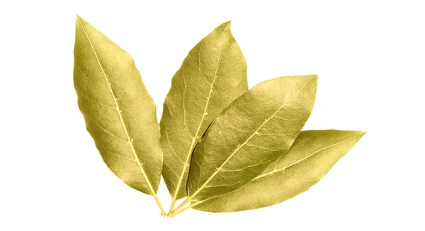 Όμορφη Ξηρά Φύλλα Δάφνης Μπαχαρικών Απομονώνονται Λευκό Φόντο Closeup Αυτό — Φωτογραφία Αρχείου