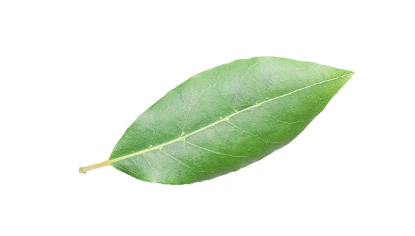 Beautiful Fresh Laurel Leaves Isolated White Background Closeup Eye Catching — Stock Photo, Image