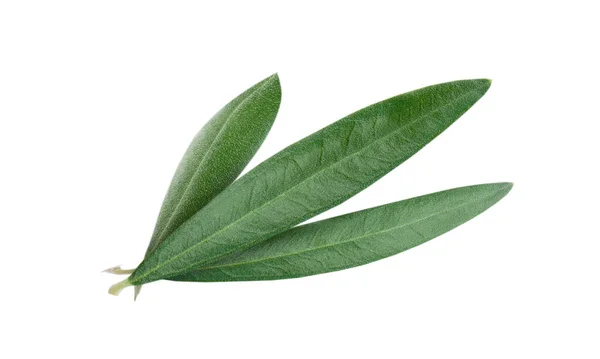 Frische Olivenblätter Isoliert Auf Weißem Hintergrund — Stockfoto