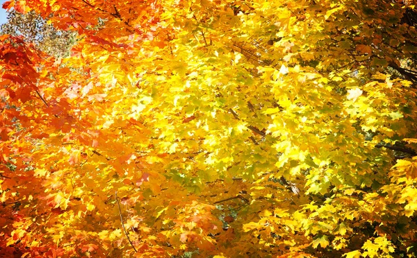 Bright Leaves Trees Park Autumn Autumn Landscape — Photo