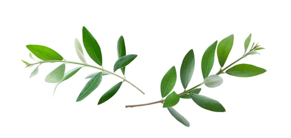 Природные Оливковые Ветви Зелеными Листьями Белом Фоне Крупным Планом — стоковое фото