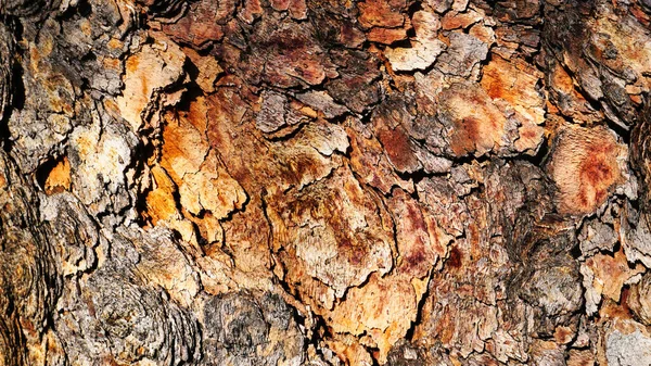 Primo Piano Corteccia Australiana Albero Bloodwood Come Sfondo — Foto Stock