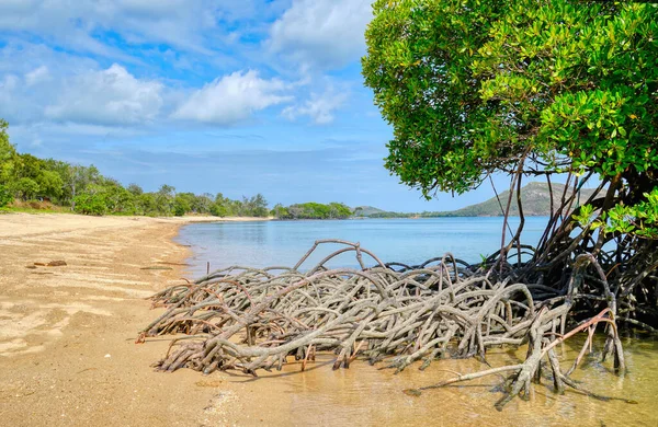 Mangrovie Che Crescono Sulla Terraferma Del Queensland Settentrionale — Foto Stock