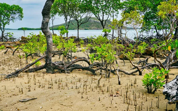 Mangroveträd Och Unga Växter Vid Wroonga Point Qld Sverige — Stockfoto