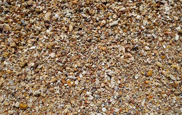 Lotes Pequenas Conchas Praia Austrália — Fotografia de Stock