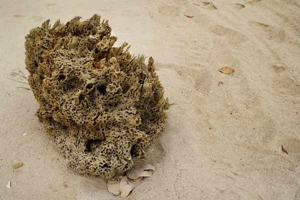 海のスポンジは砂浜で洗い流された — ストック写真
