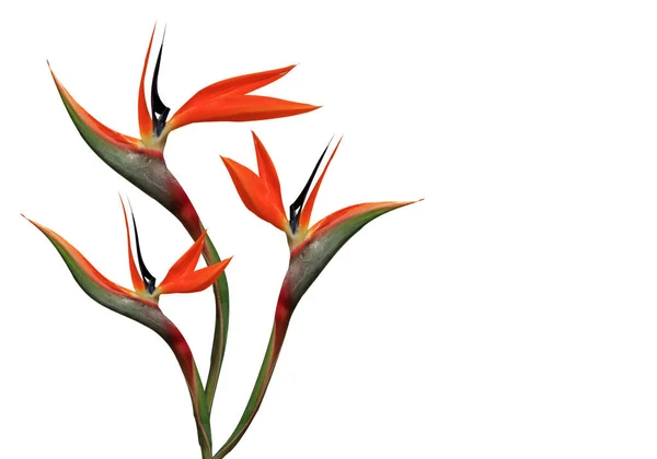 白地に花極楽鳥の花束 — ストック写真