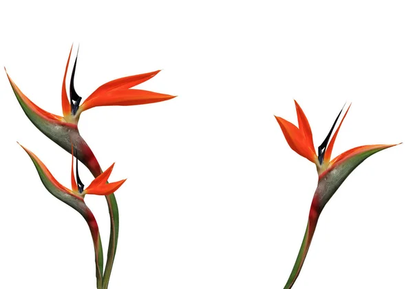 Tre Ljusa Fågel Paradiset Blommor Vit Bakgrund — Stockfoto