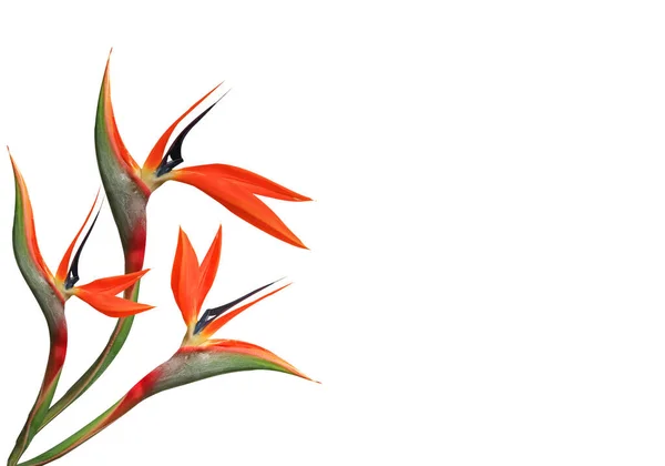 Blumenstrauß Paradiesvogel Auf Der Seite Auf Weißem Hintergrund — Stockfoto