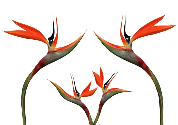 Pássaro Paraíso Flores Sobre Fundo Branco — Fotografia de Stock