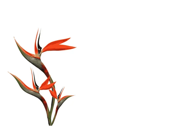 Bukett Blommor Tre Stjälkar Fågel Paradiset Vit Bakgrund — Stock vektor