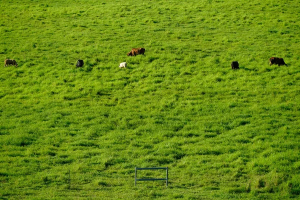 Πράσινα Τροπικά Λιβάδια Βοοειδή Βόσκησης Στο Καταπράσινο Γρασίδι Στο Tully — Φωτογραφία Αρχείου