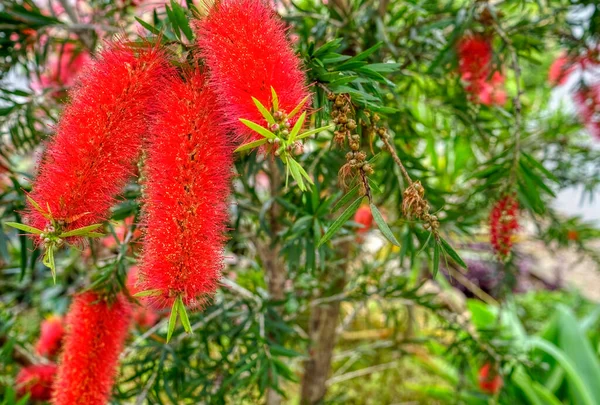 Floração Vermelho Garrafa Pincel Árvore Callistemon Viminalis — Fotografia de Stock