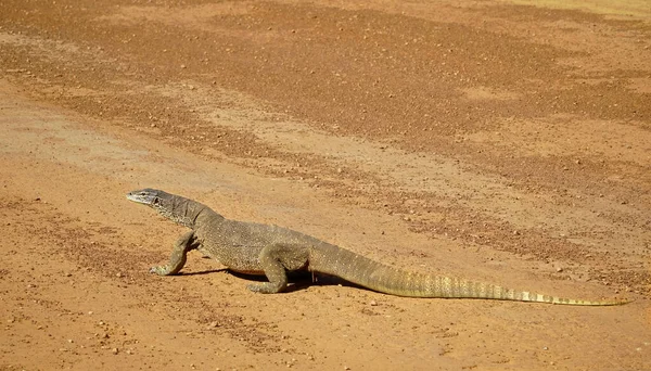 A large goanna or Australian monitor lizards walking across the dirt road
