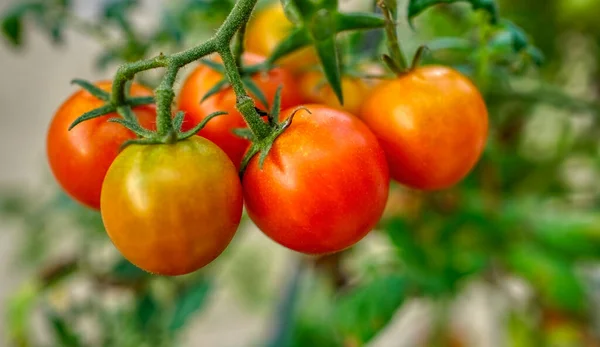 Thuis Geteelde Rijpe Tomaten Wijnstok — Stockfoto