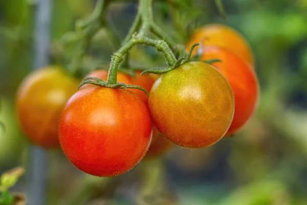 在葡萄藤上种植成熟的番茄 — 图库照片