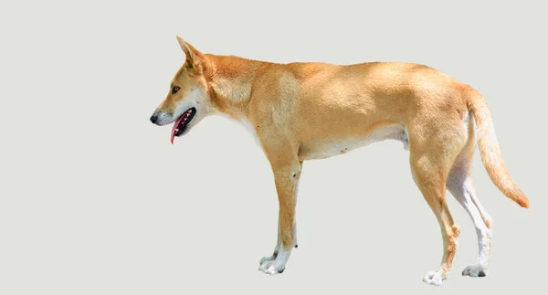 Gri Arkaplanda Kahverengi Beyaz Bir Dingo — Stok fotoğraf