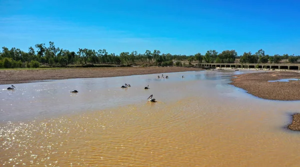 Utsikt Över Albert River Queensland Australien Med Pelikan Livnär Sig — Stockfoto