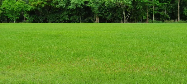 Schönes Grünes Gras Mit Lustgrünem Regenwald Hintergrund — Stockfoto