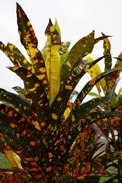 Una Planta Crotón Tropical Multicolor Que Crece Jardín Los Trópicos — Foto de Stock