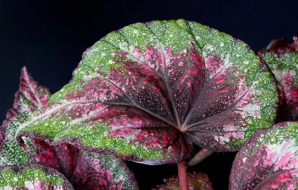 Primer Plano Hojas Coloridas Begonia Púrpura Verde — Foto de Stock