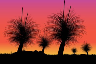 Silhouette of Grass tree or black boy tree at sunset. Vector illustration.