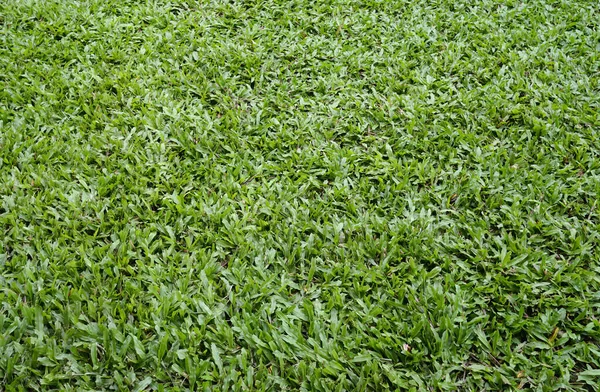 热带新鲜的草坪绿草 绿草质感和背景图 文本复制空间 — 图库照片