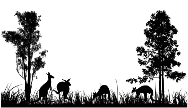 Australia Silhouette Four Kangaroos Feed Long Grass — Stock Vector