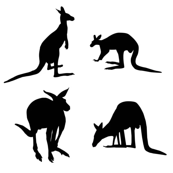 Beyaz Arka Planda Dört Farklı Avustralya Kangurusunun Silueti — Stok Vektör