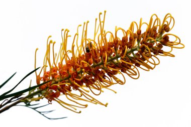 Beyaz arka planda bir arı ile Grevillea çiçeği