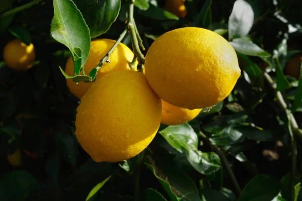 Leuchtend Gelbe Zitronen Wachsen Auf Einem Zitronenbaum — Stockfoto