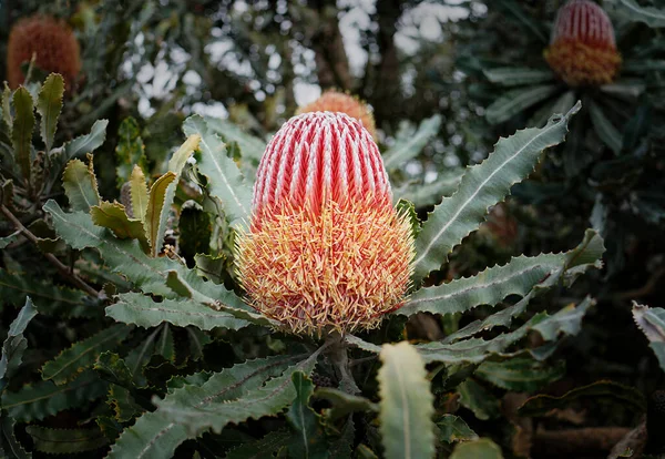 Közel Egyetlen Tűzifa Banksia Virág Banksia Ausztráliában — Stock Fotó