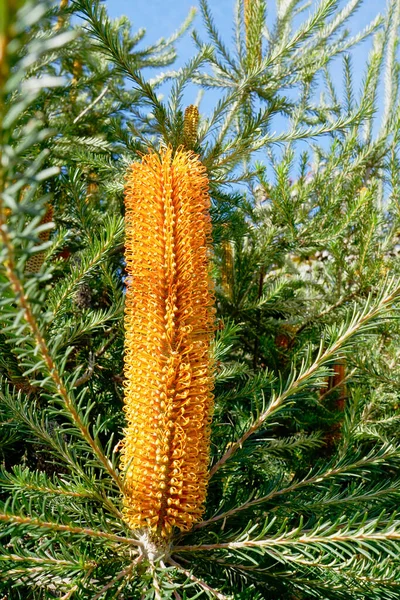 Enkel Oransje Australsk Innfødt Banksia Blomst Tre Med Grønt Løv – stockfoto