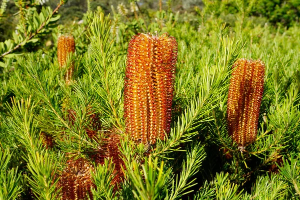 Helder Oranje Australische Banksia Bloeit Boom Met Groen Blad Banksia — Stockfoto